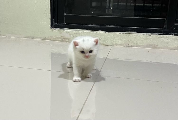 สก๊อตติชเลือดจีน รูปที่ 3