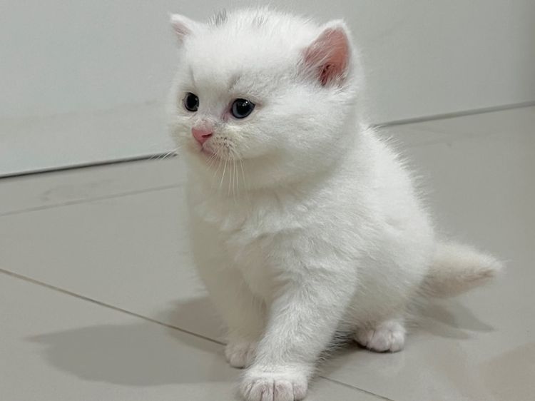 สก๊อตติชเลือดจีน รูปที่ 2