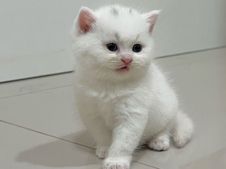 สก๊อตติชเลือดจีน