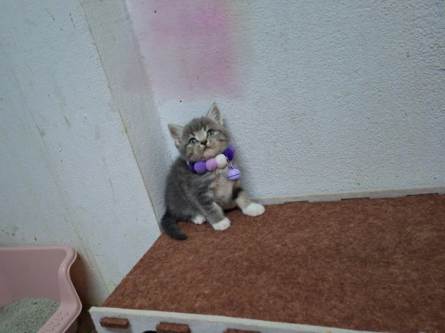 Scottish รูปที่ 6