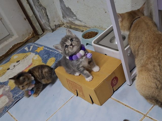 Scottish รูปที่ 14