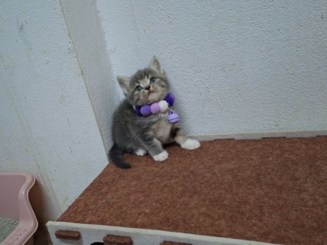 Scottish รูปที่ 5