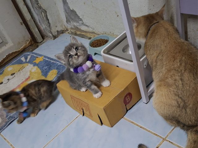 Scottish รูปที่ 15