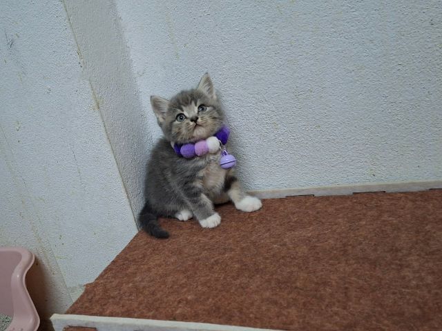 Scottish รูปที่ 2