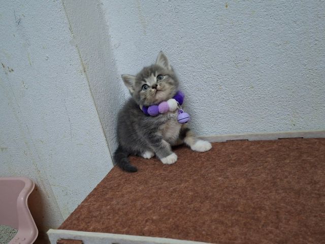 Scottish รูปที่ 3