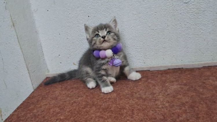 Scottish รูปที่ 10