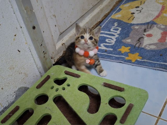 สก๊อตติช รูปที่ 9