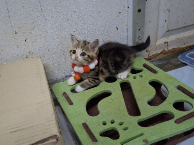 สก๊อตติช รูปที่ 8