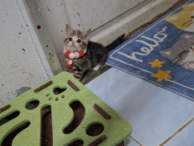 สก๊อตติช รูปที่ 7