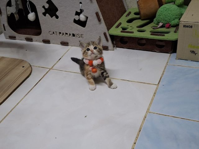 สก๊อตติช