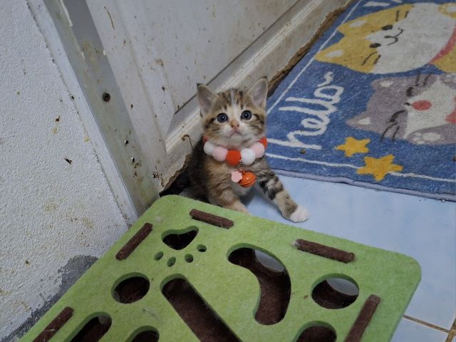 สก๊อตติช รูปที่ 6