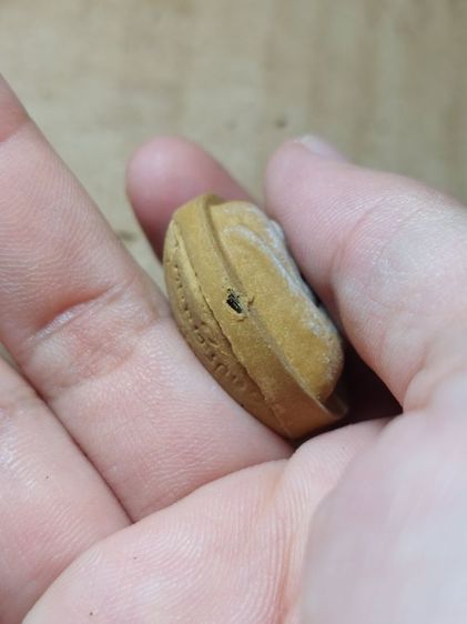 เครื่องรางพระปิดตาจัมโบ้ 1 หลวงปู่โต๊ะวัดประดู่ฉิมพลีเนื้อเกสร รูปที่ 4