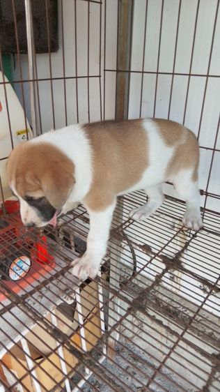 ลาบาดอผสมบางแก้ว รูปที่ 4