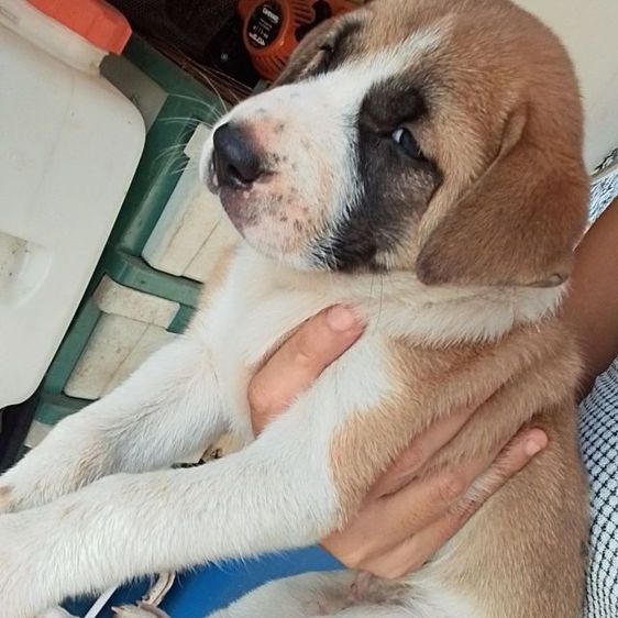 ลาบาดอผสมบางแก้ว รูปที่ 3