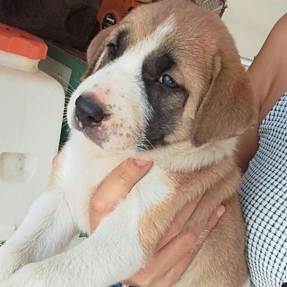 ลาบาดอผสมบางแก้ว รูปที่ 2