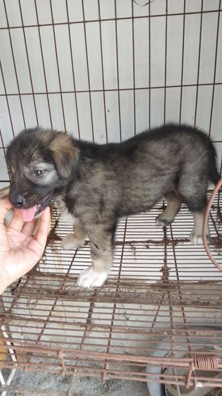 เยอรมันเชพเพิร์ด รูปที่ 5