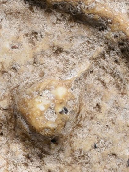 สมบัติบ้าน เนื้อเก่าแกร่งตามธรรมชาติ ให้เช่าบูชาพระสมเด็จวัดระฆัง พิมพ์ใหญ่ 