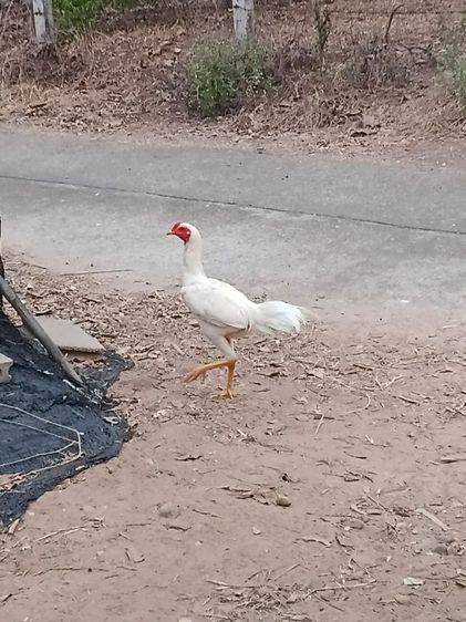 ขายไก่หนุ่มเหล่าตีหักตีชักมีคลิปเหล่าให้ดูสีขาว ไก่ชนพม่าร้อย ลีลาแข้งหน้าจัดๆตีหูตีตาล้วนๆ รอยใหญ่ สูงมาก ถ้าเต็มๆ2.6-8เหมาะเอาไปทำสายขาว รูปที่ 3