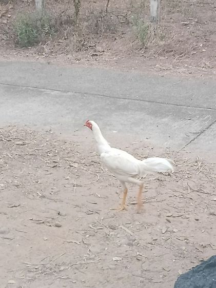 ขายไก่หนุ่มเหล่าตีหักตีชักมีคลิปเหล่าให้ดูสีขาว ไก่ชนพม่าร้อย ลีลาแข้งหน้าจัดๆตีหูตีตาล้วนๆ รอยใหญ่ สูงมาก ถ้าเต็มๆ2.6-8เหมาะเอาไปทำสายขาว รูปที่ 4