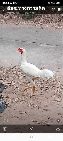 ขายไก่หนุ่มเหล่าตีหักตีชักมีคลิปเหล่าให้ดูสีขาว ไก่ชนพม่าร้อย ลีลาแข้งหน้าจัดๆตีหูตีตาล้วนๆ รอยใหญ่ สูงมาก ถ้าเต็มๆ2.6-8เหมาะเอาไปทำสายขาว รูปที่ 2
