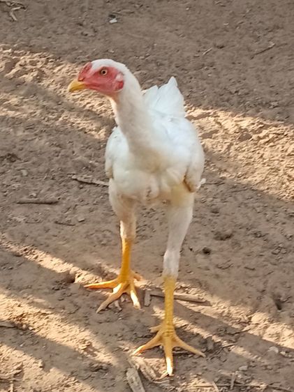 ขายไก่หนุ่มเหล่าตีหักตีชักมีคลิปเหล่าให้ดูสีขาว ไก่ชนพม่าร้อย ลีลาแข้งหน้าจัดๆตีหูตีตาล้วนๆ รอยใหญ่ สูงมาก ถ้าเต็มๆ2.6-8เหมาะเอาไปทำสายขาว