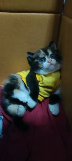 สก็อตติช โฟลด์ (Scottish Fold) แมว