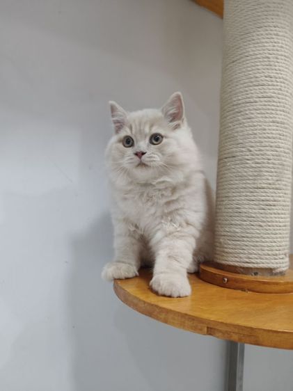 บริติช ชอร์ตแฮร์ (British Shorthair) บริติชช็อตแฮร์ขนยาว