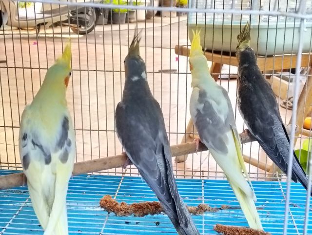 ลูกป้อน นกบ้าน หัดแทะ รูปที่ 3