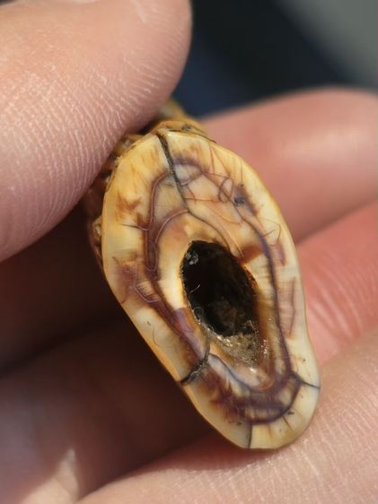 หลวงพ่อพัว รูปที่ 5