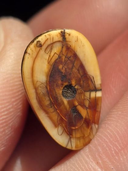 หลวงพ่อปาน รูปที่ 5