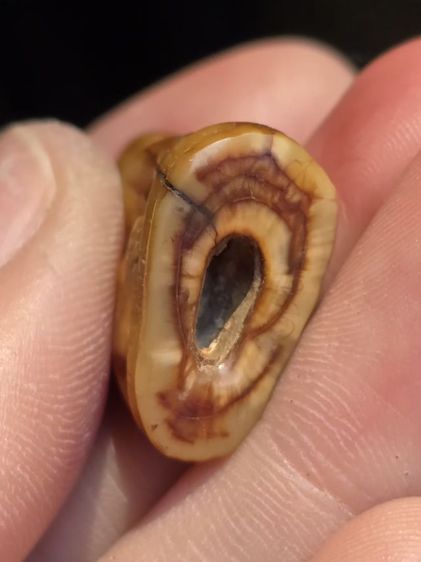 หลวงพ่อคง รูปที่ 5