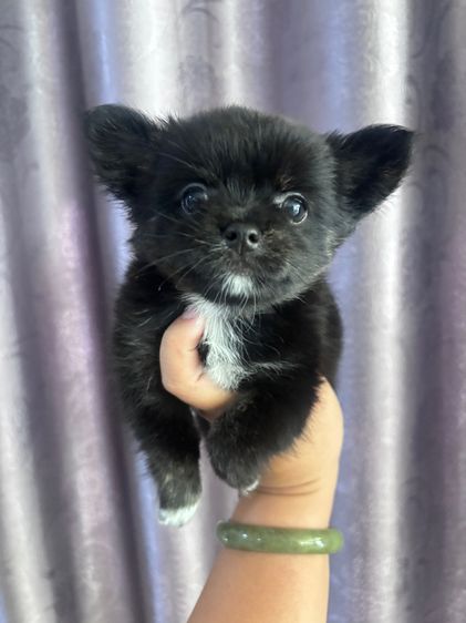 ชิวาวา (Chihuahua) เล็ก ชิวาว่า 10 ตัว