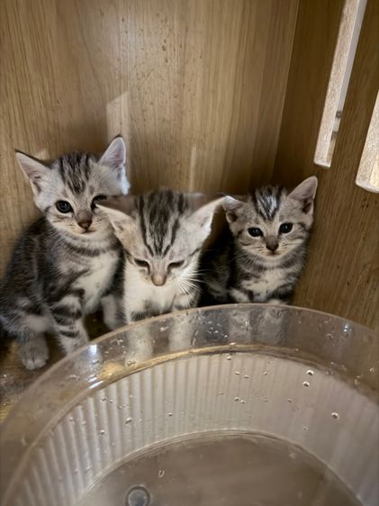 แมวอเมริกันช๊อตแฮร์ รูปที่ 7