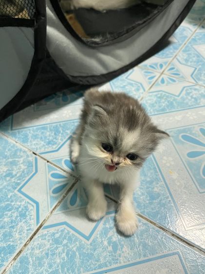 เปอร์เซีย (Persian) แมวเปอร์เซีย