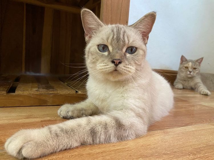 สก๊อตติส สาวหน้าสวย รูปที่ 2