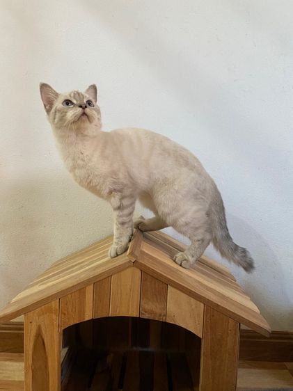 สก๊อตติส สาวหน้าสวย รูปที่ 5