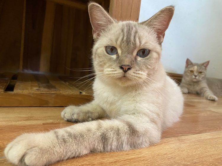 สก๊อตติส สาวหน้าสวย รูปที่ 3