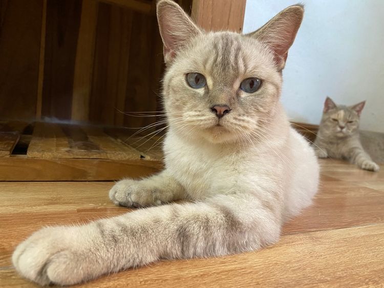 สก๊อตติส สาวหน้าสวย รูปที่ 4