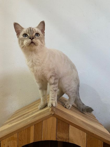 สก๊อตติส สาวหน้าสวย รูปที่ 7