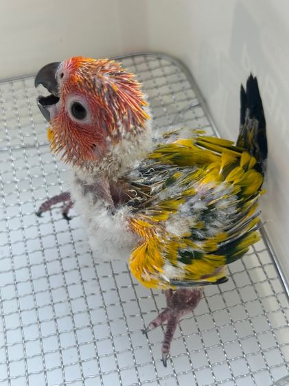 นกแก้ว รูปที่ 2