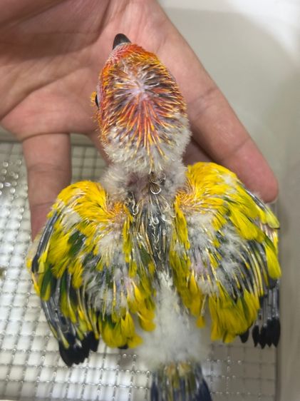 ซันคอนัวร์ นกแก้ว