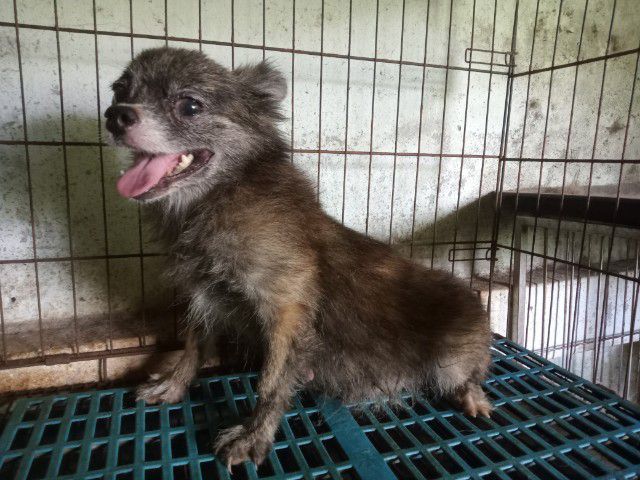 แม่ชิวาวาลายเสือขนยาว รูปที่ 4