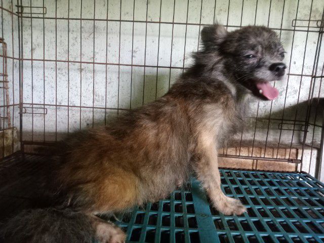 ชิวาวา (Chihuahua) เล็ก แม่ชิวาวาลายเสือขนยาว