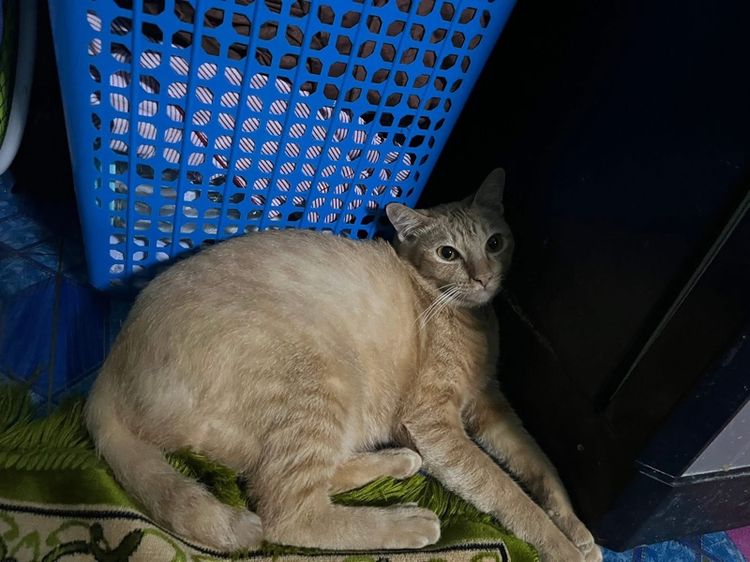 แมว เพศ หญิง ฟรี รามคำแหง รูปที่ 2