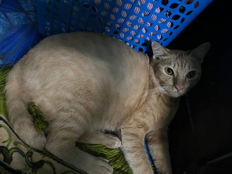 แมว เพศ หญิง ฟรี รามคำแหง รูปที่ 3