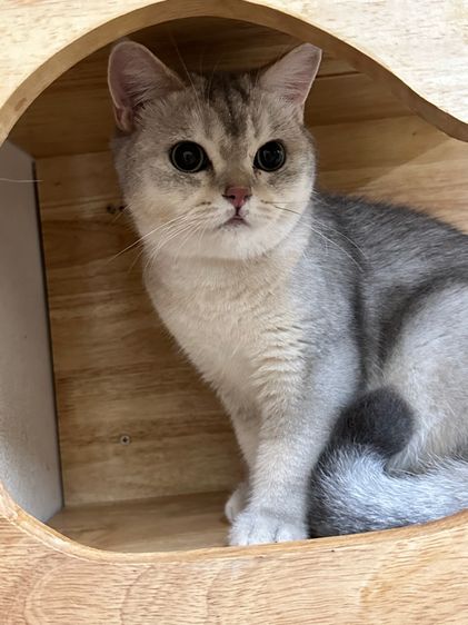 แมวบริติช รูปที่ 3