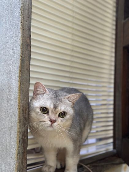 แมวบริติช รูปที่ 2