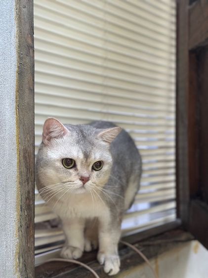 บริติช ชอร์ตแฮร์ (British Shorthair) แมวบริติช