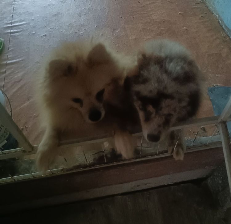 น้องปอมเมอเรเนียนเกิด22มี.ค. แม่ปอมสีเมอร์ช็อคมีใบเฟอร์จากฟาร์มคะ ทำหายแล้ว พ่อปอมแท้สีน้ำตาล น้องแข็งแรง เป็นหญิงล้วนทั้งสาม สนใจมาดูได้ที่ รูปที่ 7