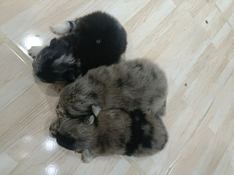 น้องปอมเมอเรเนียนเกิด22มี.ค. แม่ปอมสีเมอร์ช็อคมีใบเฟอร์จากฟาร์มคะ ทำหายแล้ว พ่อปอมแท้สีน้ำตาล น้องแข็งแรง เป็นหญิงล้วนทั้งสาม สนใจมาดูได้ที่ รูปที่ 2